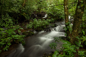 jungle pano 2